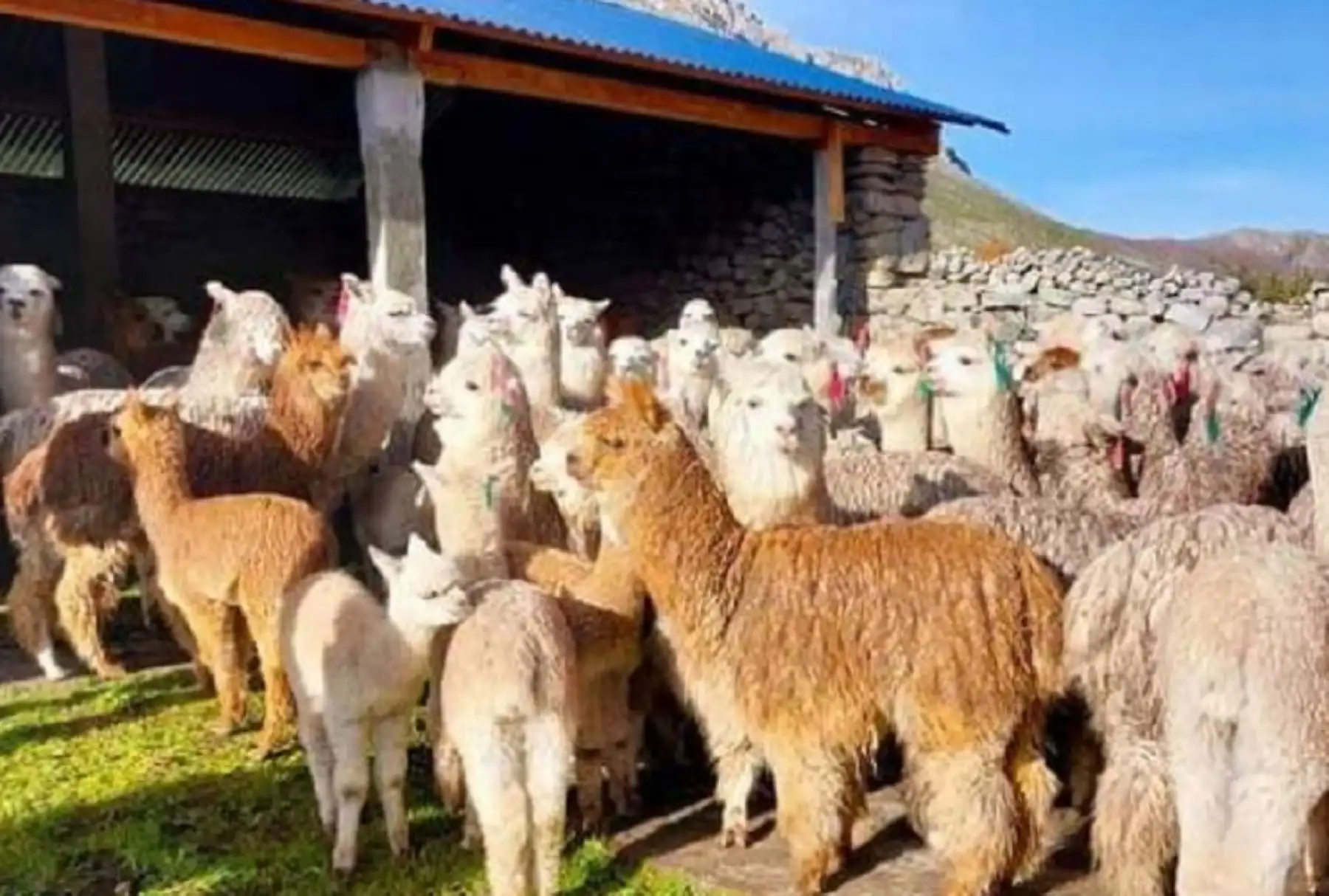 ANDINA/Difusión
