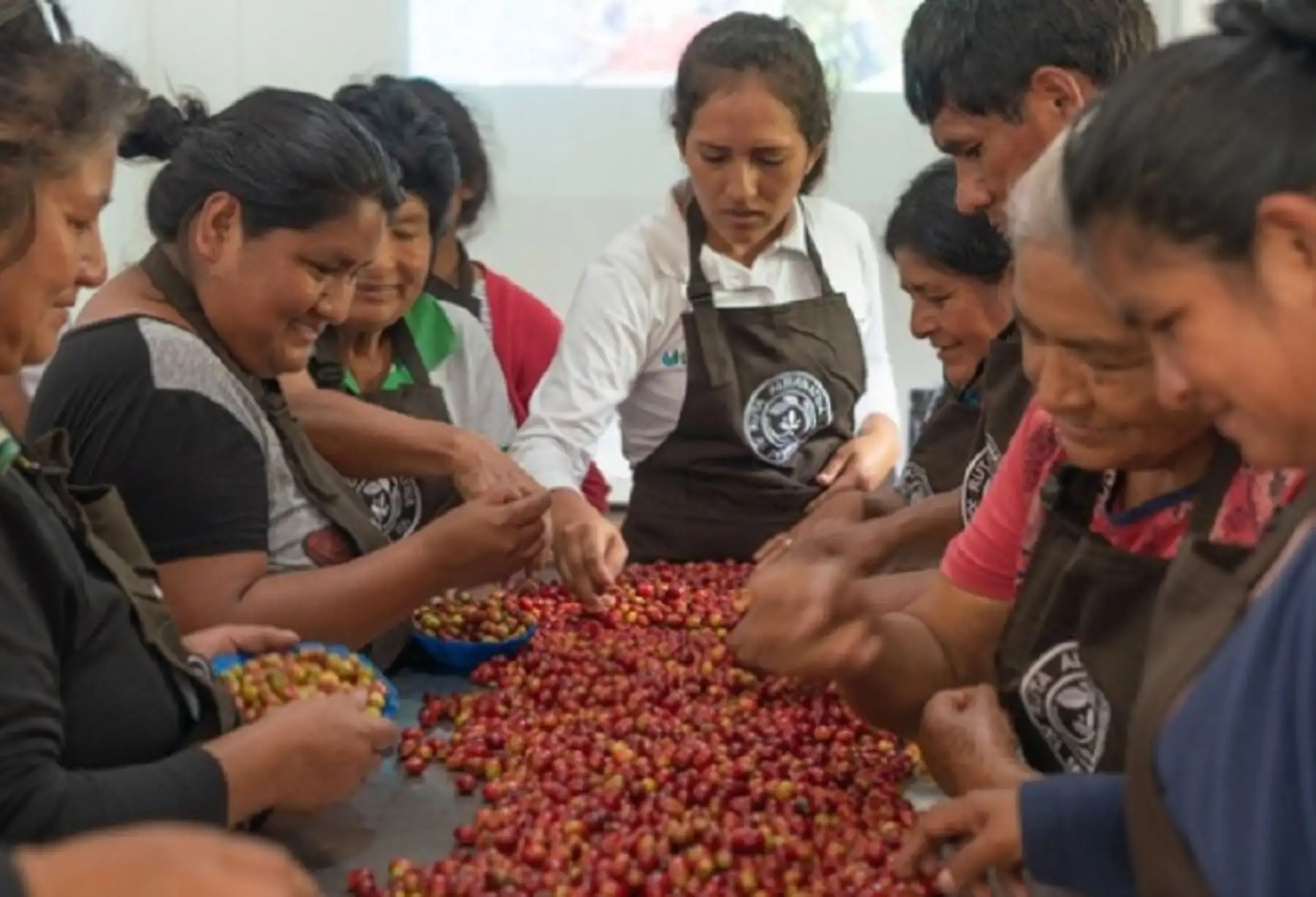 Con la finalidad de contribuir al desarrollo de las capacidades y habilidades de los caficultores de la cooperativa agraria Cafetalera Divisoria, la Comisión Nacional para el Desarrollo y Vida sin Drogas (Devida) realizó el primer módulo del “Curso especializado de café”, en el distrito de Boquerón, provincia de Padre Abad, departamento de Ucayali.