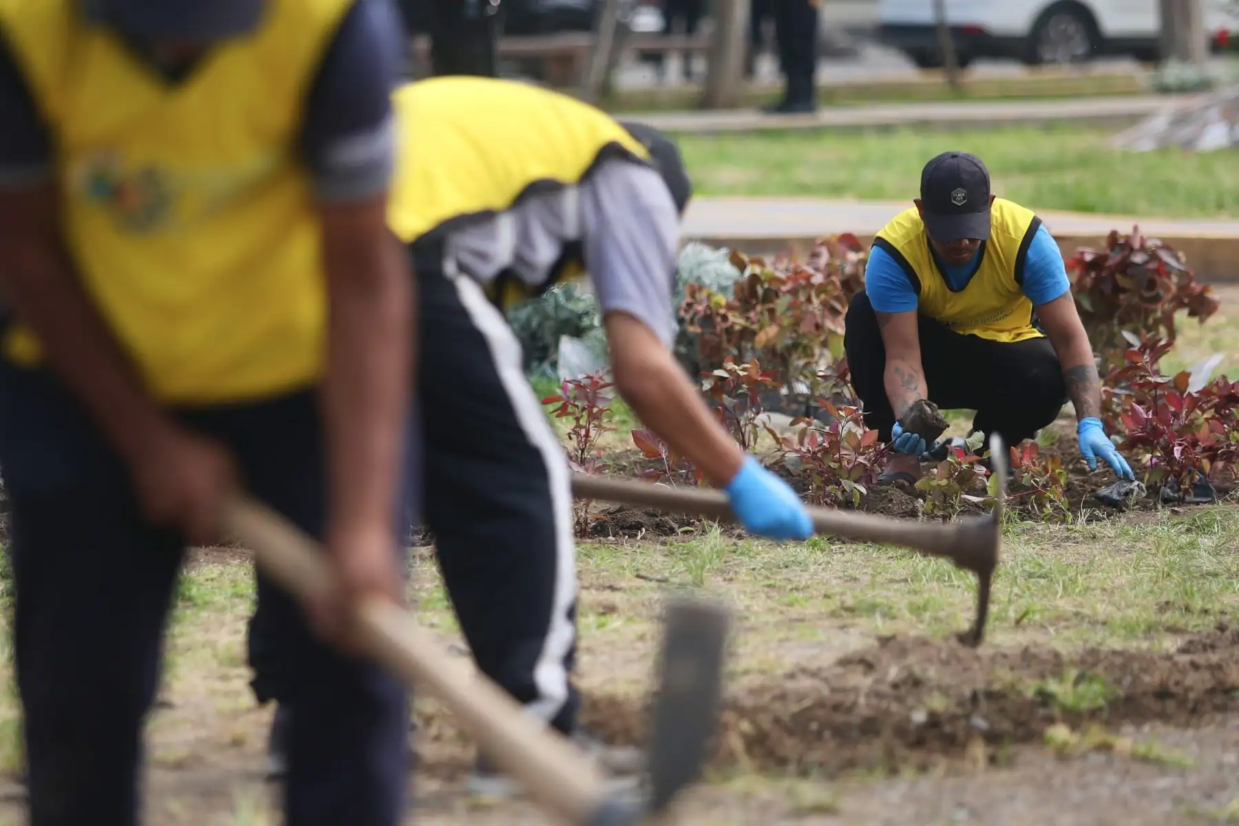 Condenados por delitos menores cumplen jornadas de prestación de servicios, esta actividad consiste en que aproximadamente 50 sentenciados libres, pintarán arborizarán y limpiarán las áreas públicas de la losa deportiva.
Foto: ANDINA/Ricardo Cuba