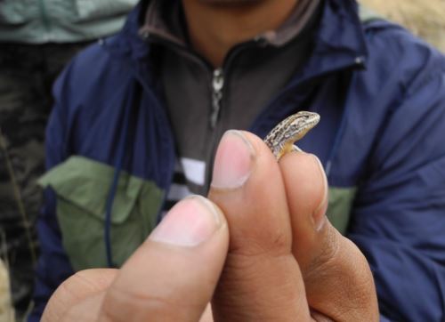 Biólogos del Museo de Historia Natural de la Universidad de San Marcos y de la UNSA de Arequipa hallaron ocho nuevas especies de anfibios y reptiles en Ica.