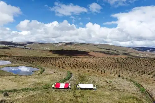 Reforestación y remediación ambiental de pasivos mineros a cargo de la empresa estatal AMSAC. Foto: Cortesía.