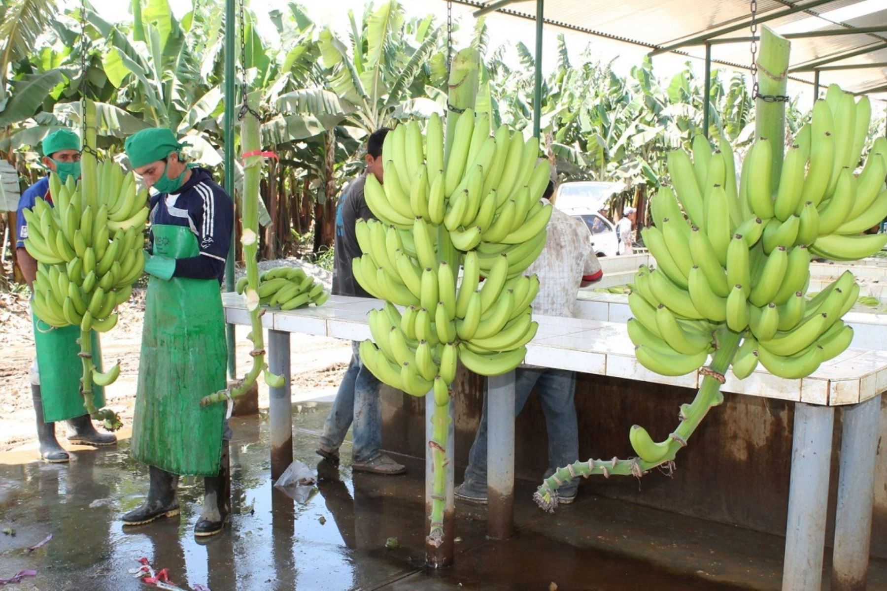 El banano orgánico que se produce en el Valle del Chira, en Piura, conquista el mercado de la Unión Europea. ANDINA