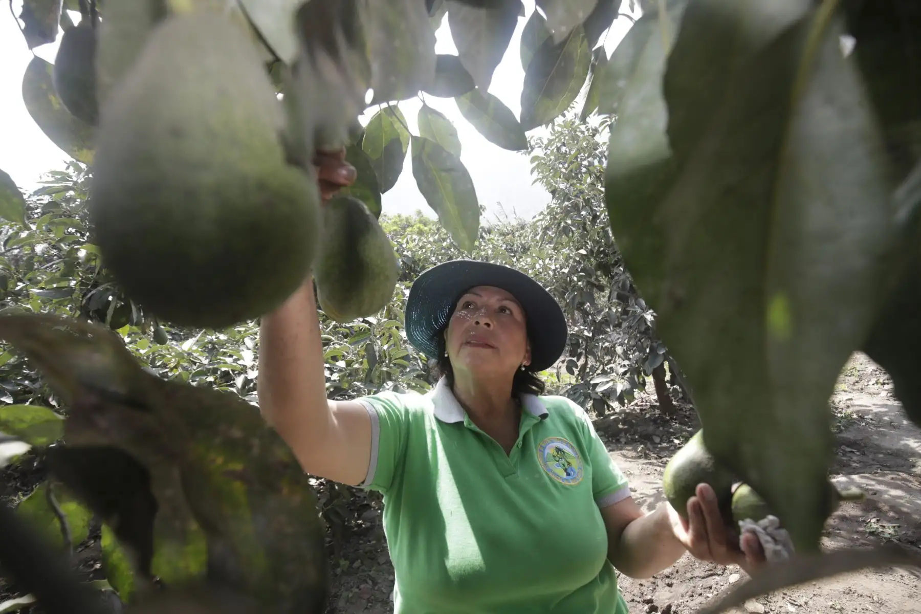 Eva Blanco Mazzini, agricultora de Santa Eulalia, cosechando lo mejor de su producción.

Foto: ANDINA/Juan Carlos Guzmán Negrini