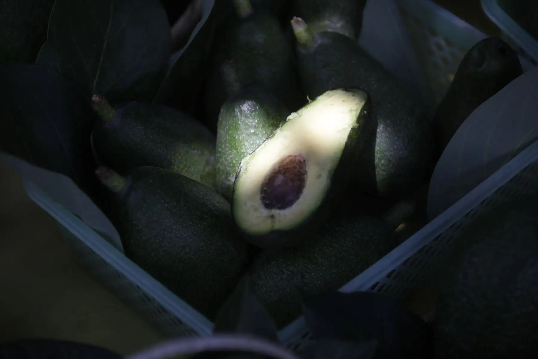La palta fuerte de Santa Eulalia será la estrella del próximo festival  de la Palta del 29 de abril al 1 de mayo.

Foto:ANDINA/ Juan Carlos Guzmán Negrini