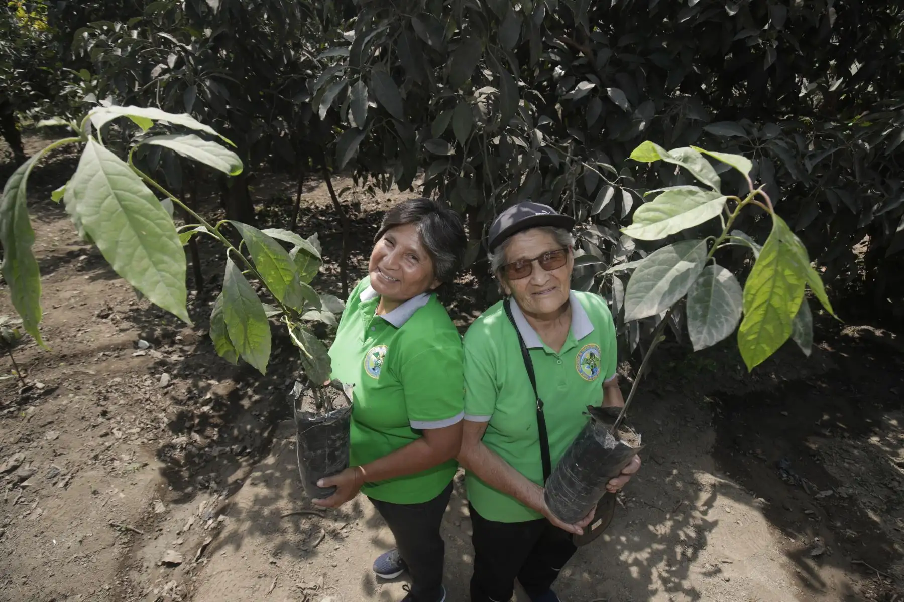 Paula García Milla y su hija Ángela, productores de palta que participarán con su cosecha en el festival de la Palta Fuerte en Santa Eulalia.

Foto:ANDINA/ Juan Carlos Guzmán Negrini.