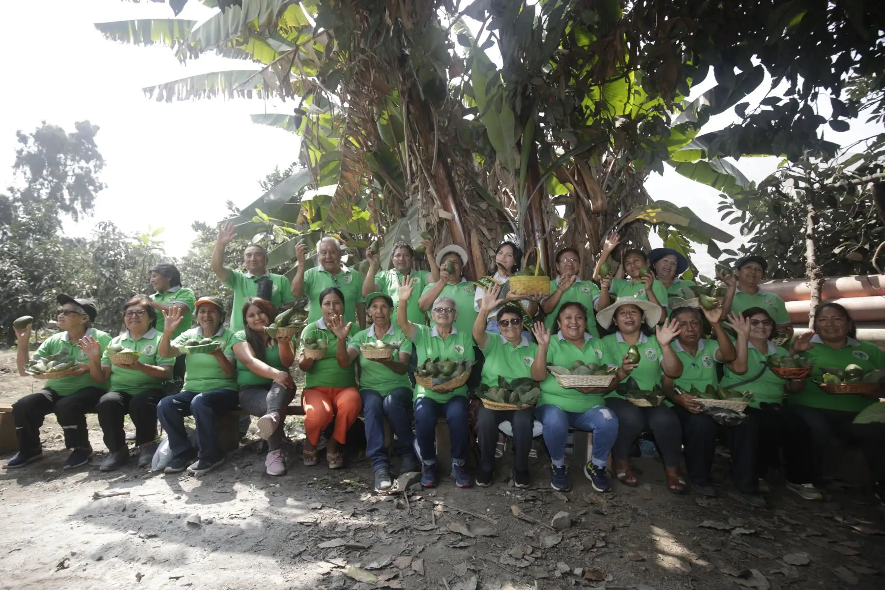 La Asociación de productores de palta fuerte de Santa Eulalia de prepara para mostrar lo mejor de su cosecha.

Foto:ANDINA/ Juan Carlos Guzmán Negrini.