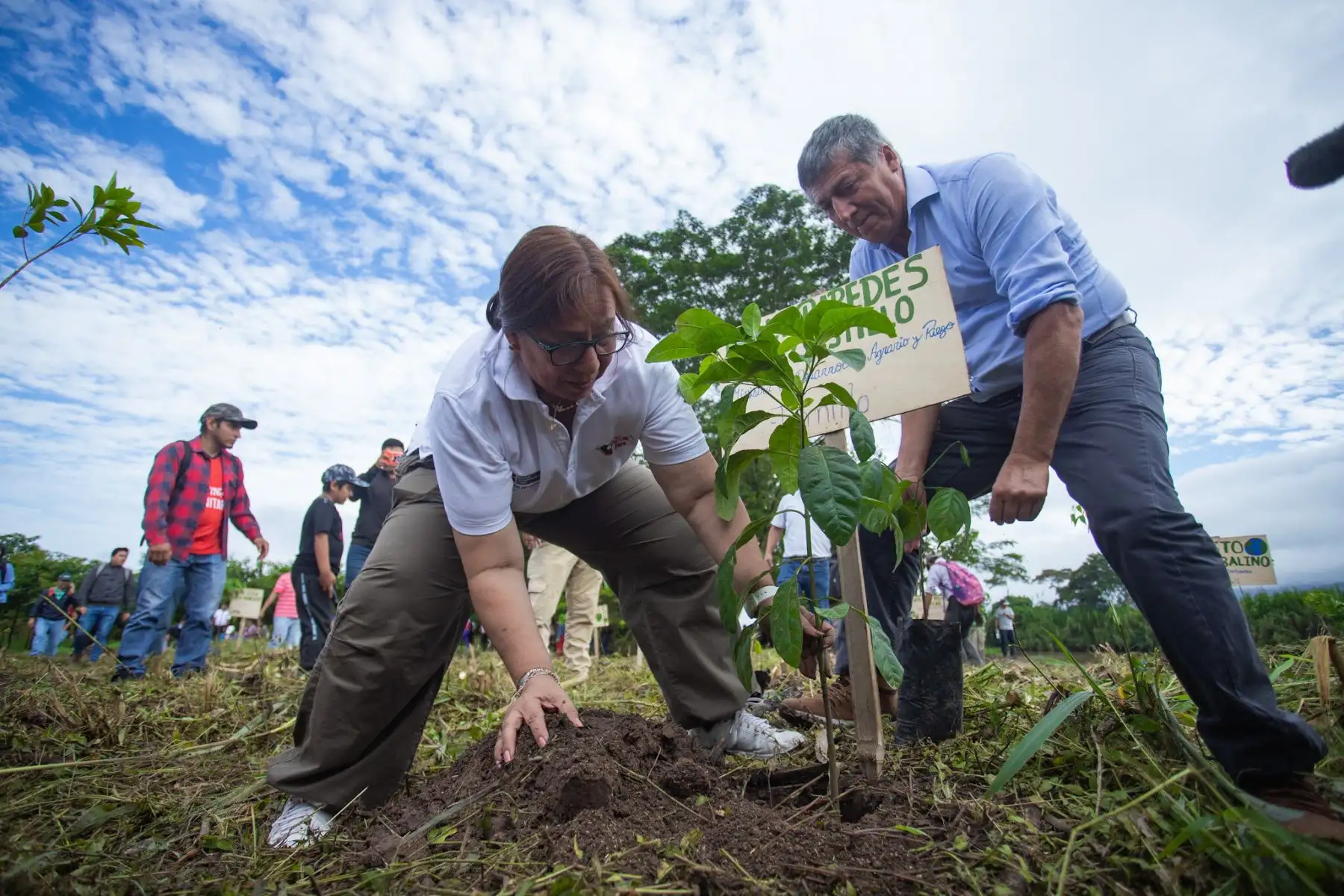 La ministra llegó a la Municipalidad Provincial de Moyobamba para intervenir en la jornada de plantación de 500 árboles de especies nativas
(Quillosisa, amasisa, capirona, yacushimbillo, tornillo, shimbillo, sachachope y chope).
Foto: ANDINA/Ministerio de Desarrollo Agrario y Riego