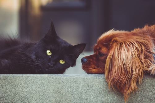 Las mascotas pueden causar enfermedades oculares, ya sea directa o indirectamente. Foto:ANDINA/Difusión