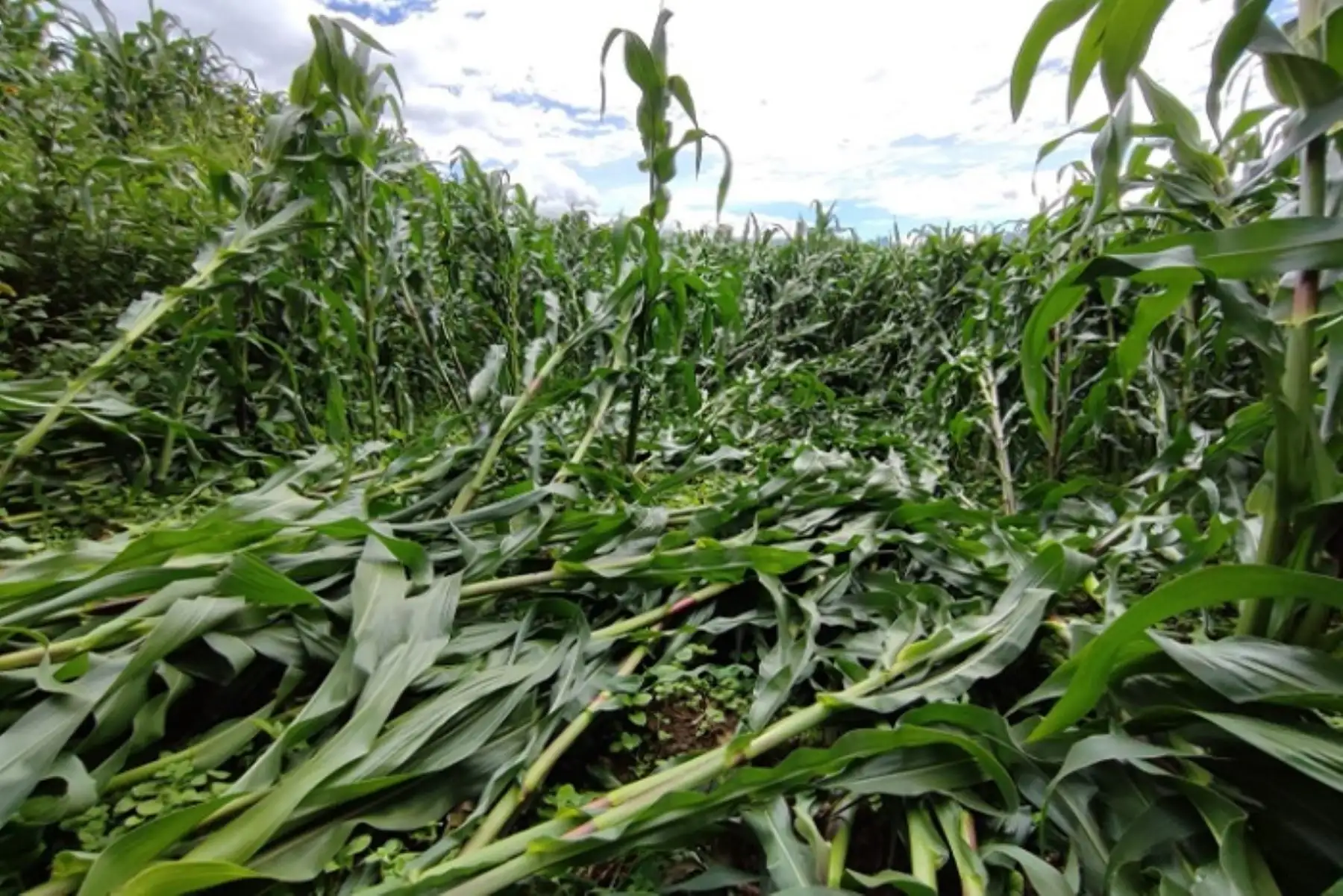 El municipio de Paucas continuará con la evaluación de daños y coordinará con la Agencia Agraria de Huari.