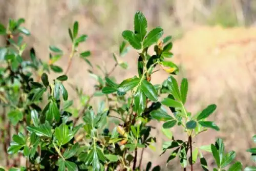 En diferentes regiones del país se plantan especies como el huarango, en la zona costera; queñuales, en la región andina; y capirona en nuestra Amazonía, entre muchas otras