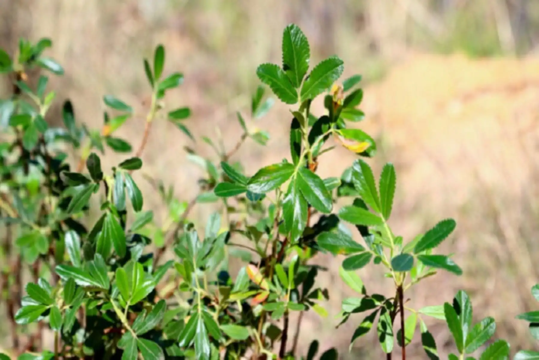 En diferentes regiones del país se plantan especies como el huarango, en la zona costera; queñuales, en la región andina; y capirona en nuestra Amazonía, entre muchas otras