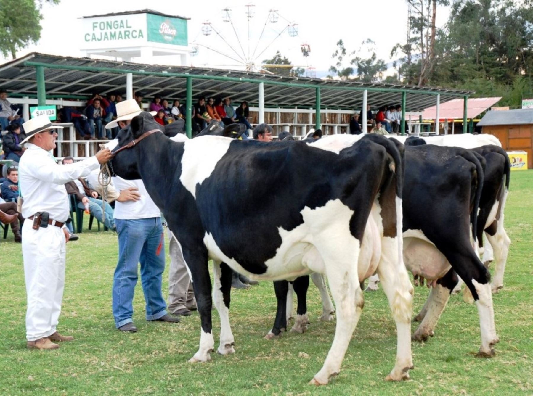 Fongal vuelve a la presencialidad en Cajamarca después de tres años tras superarse la pandemia de covid-19. La tradicional feria agropecuaria y ganadera se celebrará del 23 al 31 de julio y espera recibir 40,000 visitantes. ANDINA/Difusión