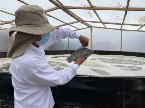 Productores acuícolas de Lambayeque llegaron a producir 10.77 toneladas de especies durante el 2022 y con ello la región alcanzó su mayor cifra de todos los tiempos.