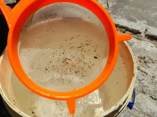 Larvas del zancudo transmisor del dengue. Foto: ANDINA/Difusión