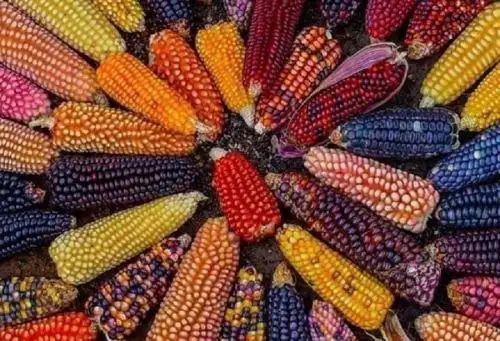El Perú es centro de origen de este superalimento, así como el espacio geográfico con mayor diversidad de este cultivo en el mundo.