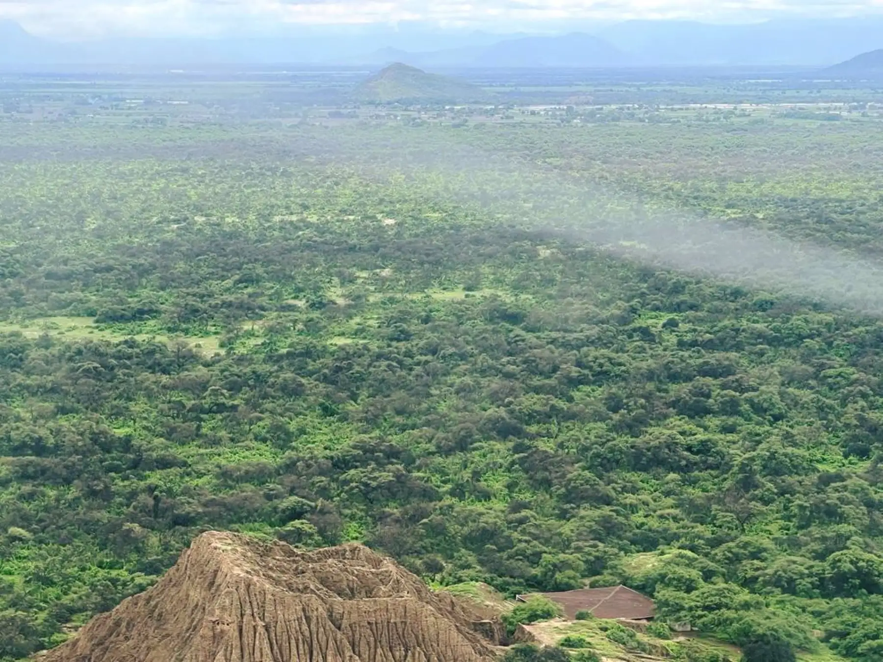 Las lluvias intensas favorecieron el resurgimiento de los bosques secos de la Costa norte del Perú, como sucedió en el Santuario Histórico Bosque de Pómac que ahora luce un verde intenso. ANDINA/Difusión
