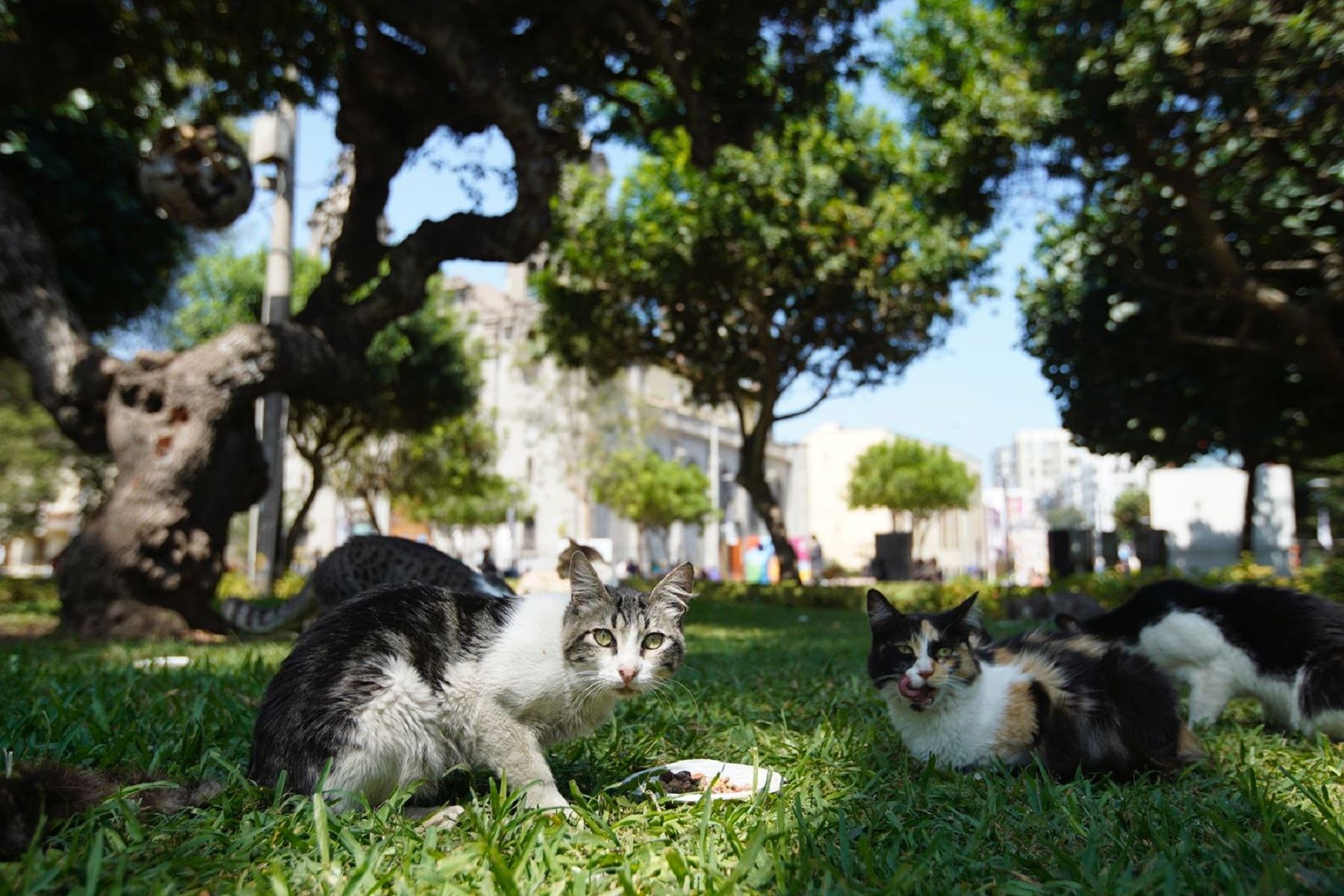 Gatos del Parque Kennedy Foto: Difusión