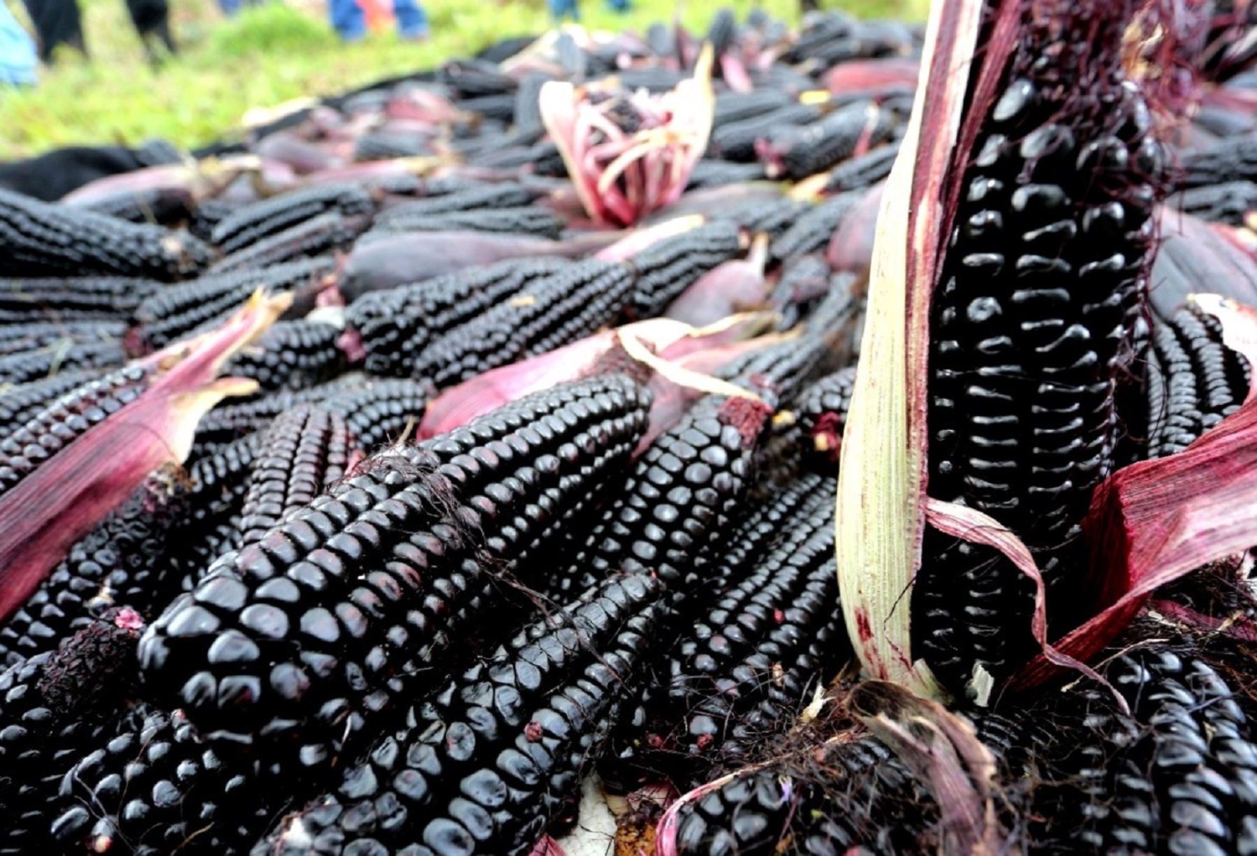 Consumido desde tiempos ancestrales, el maíz morado es un superalimento oriundo del Perú que posee una serie de propiedades nutricionales que benefician a la salud. ANDINA/Difusión