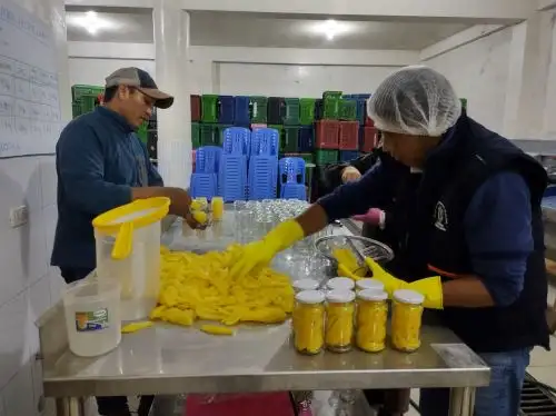 Los agricultores del valle de Sandia han encontrado en el cultivo de papaya un emprendimiento rentable. ANDINA/Difusión