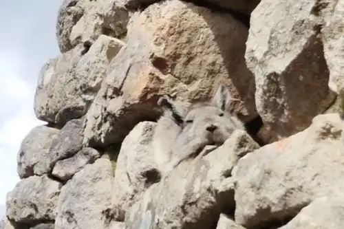 Una pequeña vizcacha fue la sensación de un grupo de turistas que al verla captó imágenes para luego compartirlas en redes sociales. Foto: ANDINA/captura.