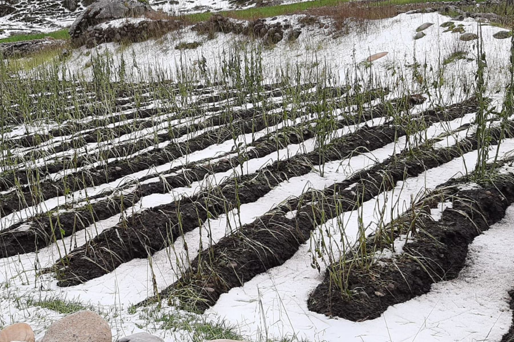 Los agricultores señalaron que las granizadas ocasionaron grandes pérdidas y pidieron apoyo técnico. Foto: ANDINA/Difusión