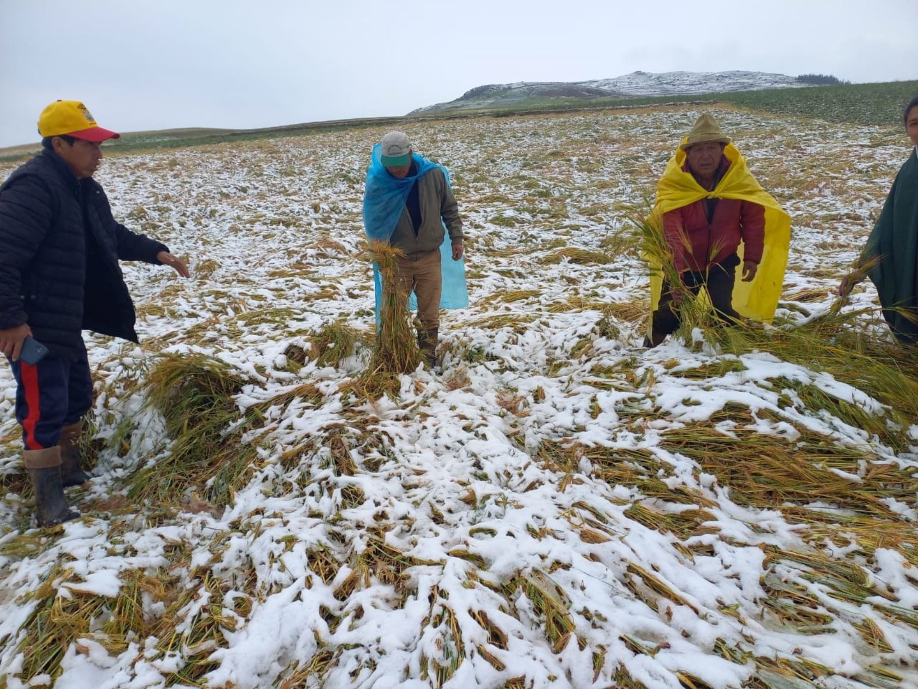 Campos de cultivo, colegios y establecimientos de salud fueron los más afectados por la caída de nieve que se registró ayer en las 13 provincias de Cusco. Foto: ANDINA/difusión.