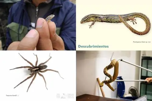 Te presentamos los hallazgos científicos más notables de la Universidad de San Marcos en el último año, así como los proyectos que vienen desarrollando sus grupos de investigación.