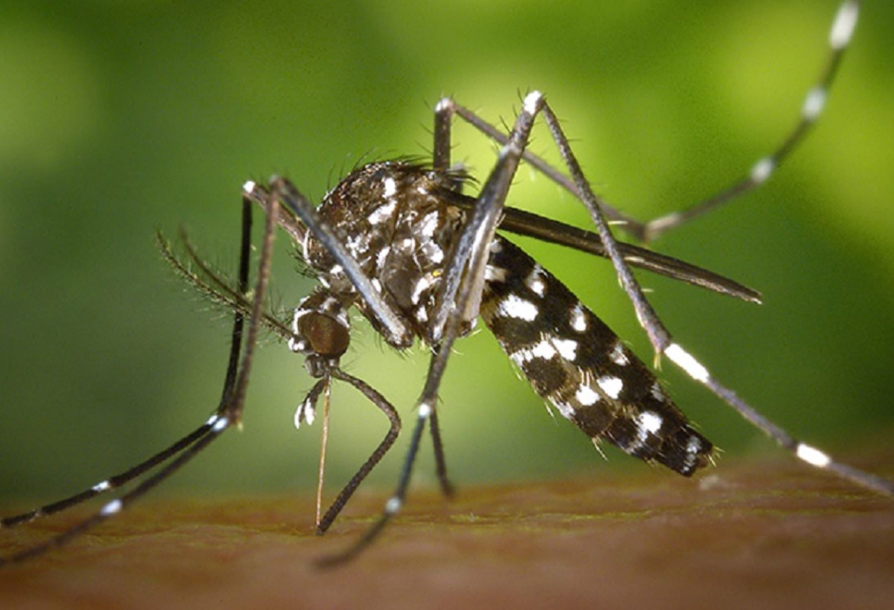 El dengue es una enfermedad infecciosa producida por el virus dengue que se transmite por la hembra del zancudo o mosquito llamado Aedes aegypti, que se reproduce en los depósitos de agua de consumo humano en las viviendas.