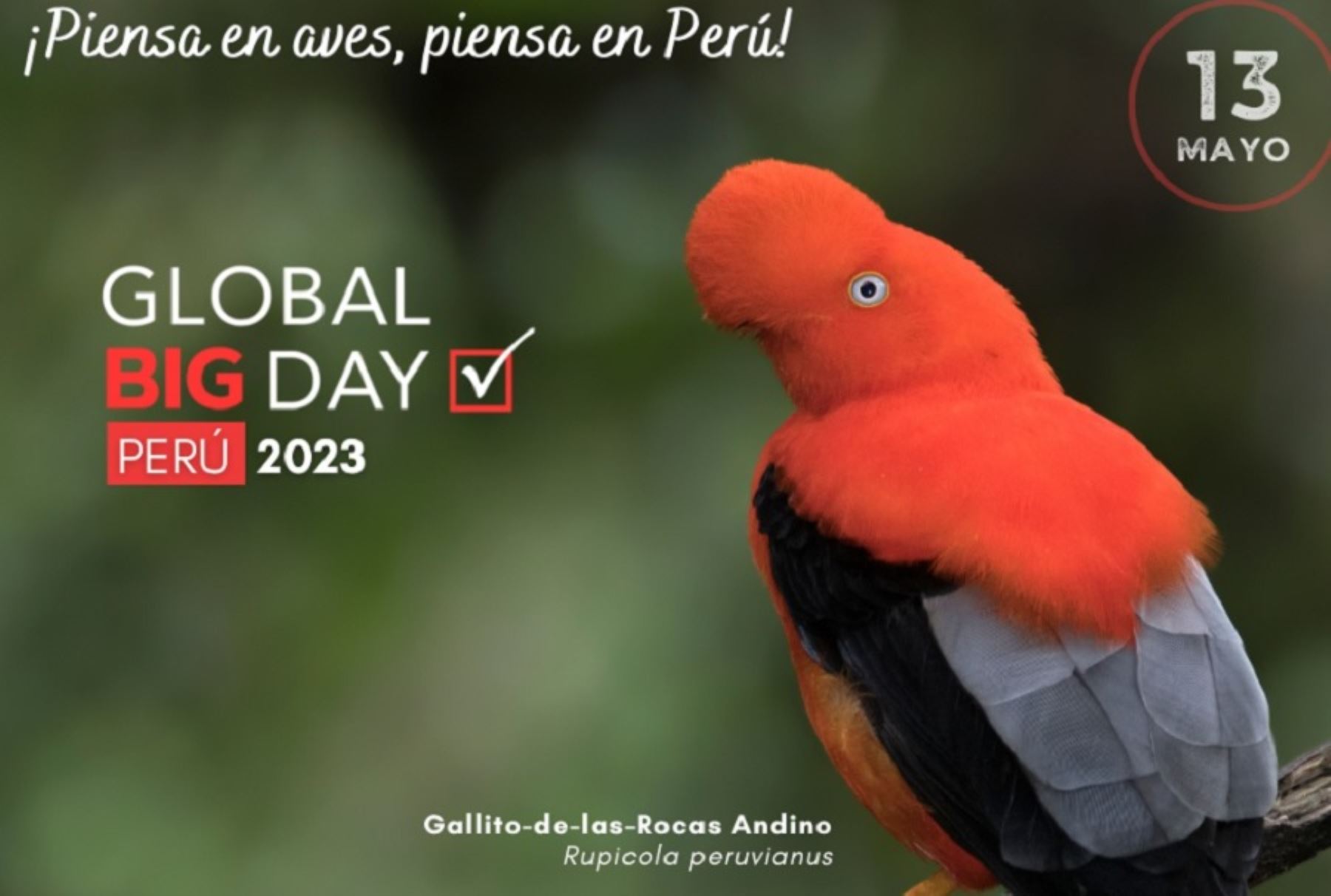 Con cerca de 2,000 especies de aves identificadas, de las cuales más de un centenar son endémicas, el Perú es considerado un auténtico paraíso de las aves. Esta notable riqueza en avifauna lo ubica como un país megadiverso y destino privilegiado para la observación de aves o birdwatching en certámenes internacionales como el Global Big Day 2023, que se desarrolla en todo el mundo este sábado 13 de mayo.