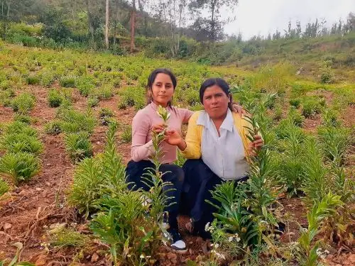 Zenaida Yovani Daza  es una talentosa estudiante de Huánuco que estudia la inteligencia artificial y aplicarla en beneficio de los agricultores de su pueblo natal Santa María del Valle. ANDINA/Difusión