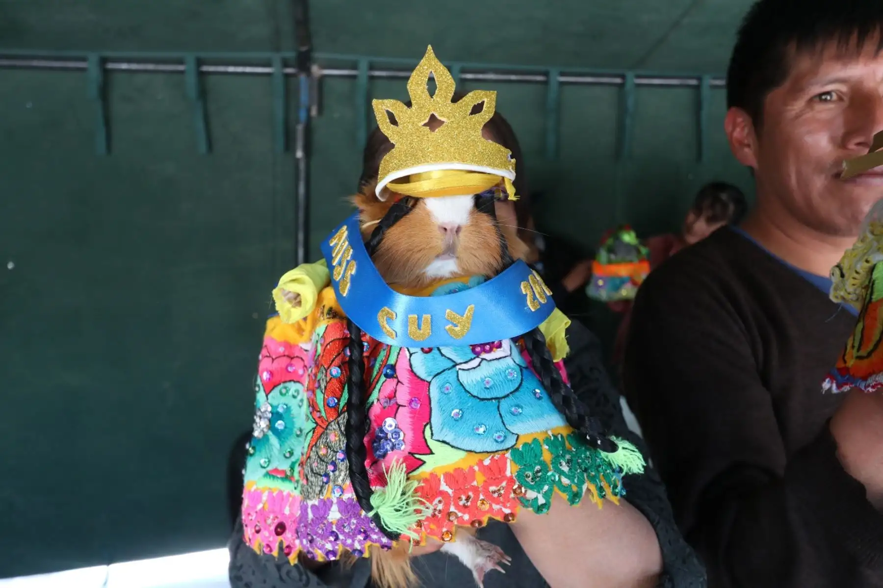 "Shakira", de la granja Santa Rosa, se coronó Miss Cuy Tambina 2023, certamen organizado por la municipalidad de El Tambo. Foto: Cortesía Pedro Tinoco