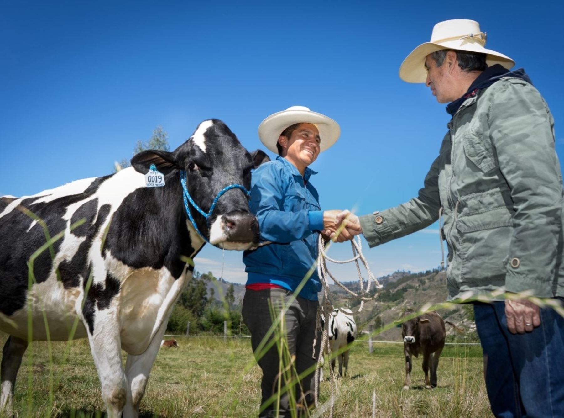 Cerca de 4,400 familias productoras de Cajamarca se benefician con el proyecto "Ganaderos de altura" que impulsa la mejora de la producción láctea y nuevos emprendimientos. ANDINA/Difusión