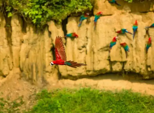 Promperú invita a los peruanos a participar del Global Big Day, la competencia de observación de aves más importante del mundo que se celebrará este sábado 13 de mayo. ANDINA/Difusión