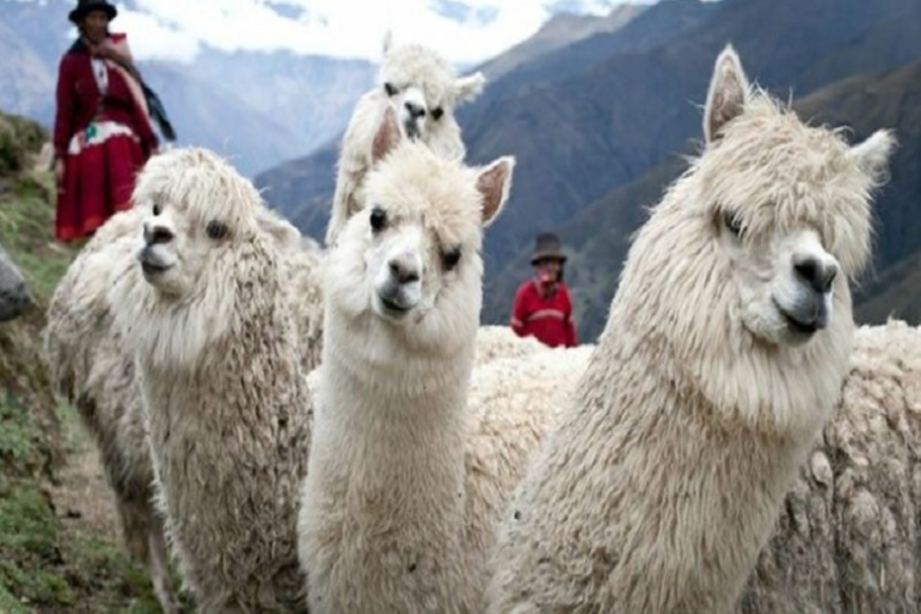 El lanzamiento oficial del proyecto “Mejoramiento de los servicios para el incremento del valor agregado primario de la fibra de alpacas en criadores de alpacas en Arequipa, Puno, Cusco y Pasco” se efectuará en el distrito de Callalli, región Arequipa.