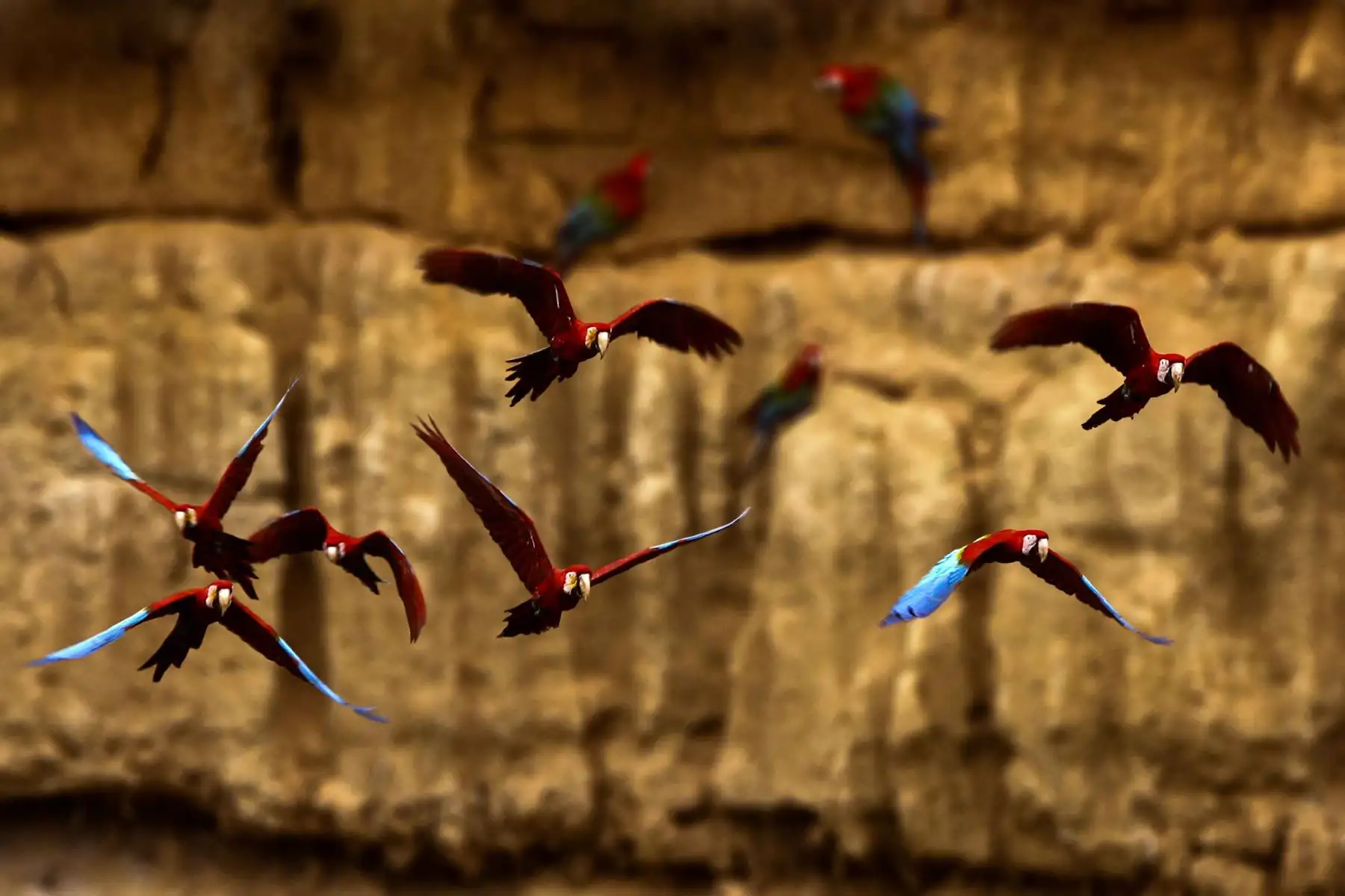 Collpa de guacamayos en el Parque Nacional del Manu. Foto: ANDINA/PROMPERÚ