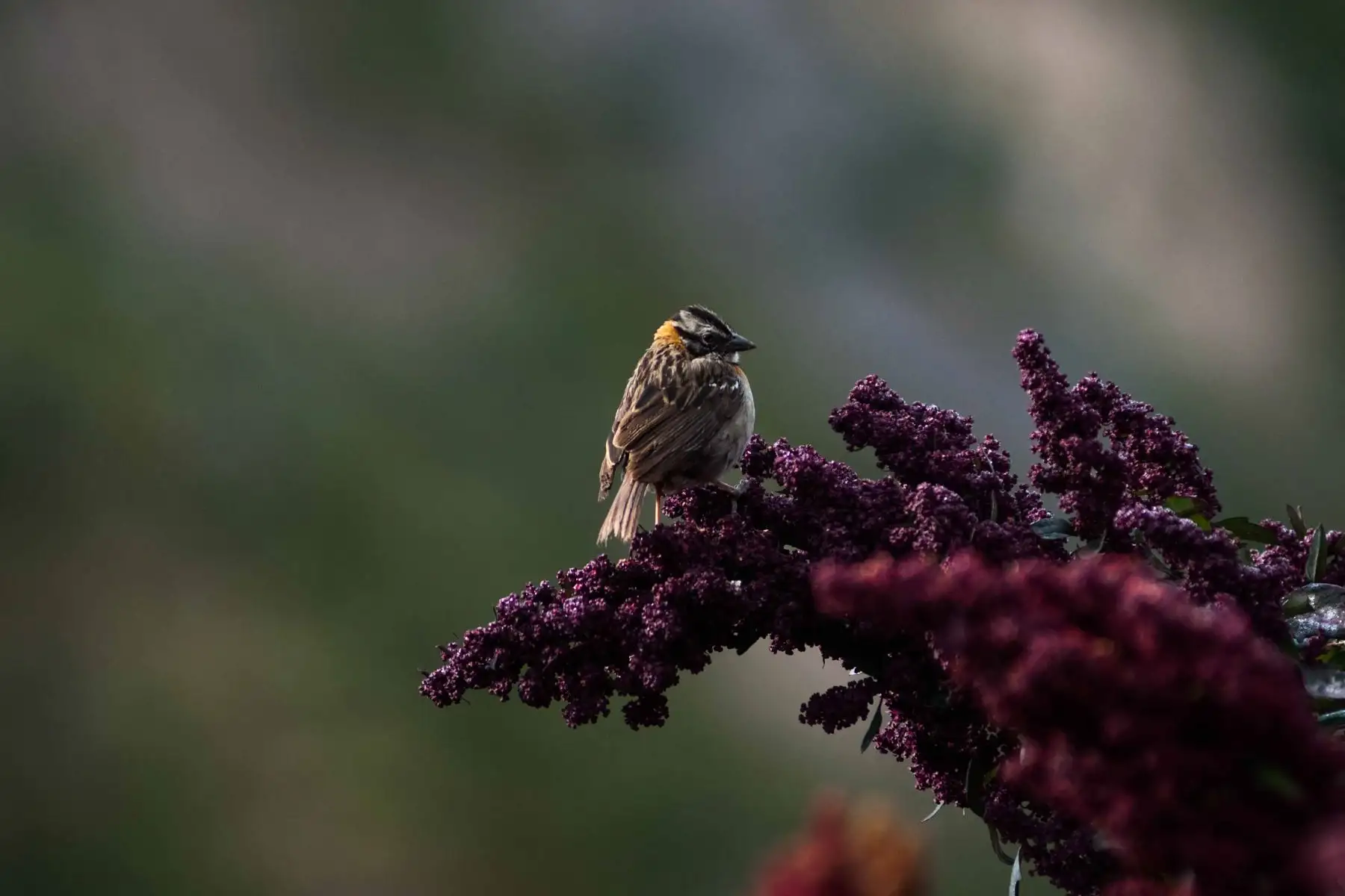 Gorrión americano en inflorescencia de quinua. Foto: ANDINA/PROMPERÚ
