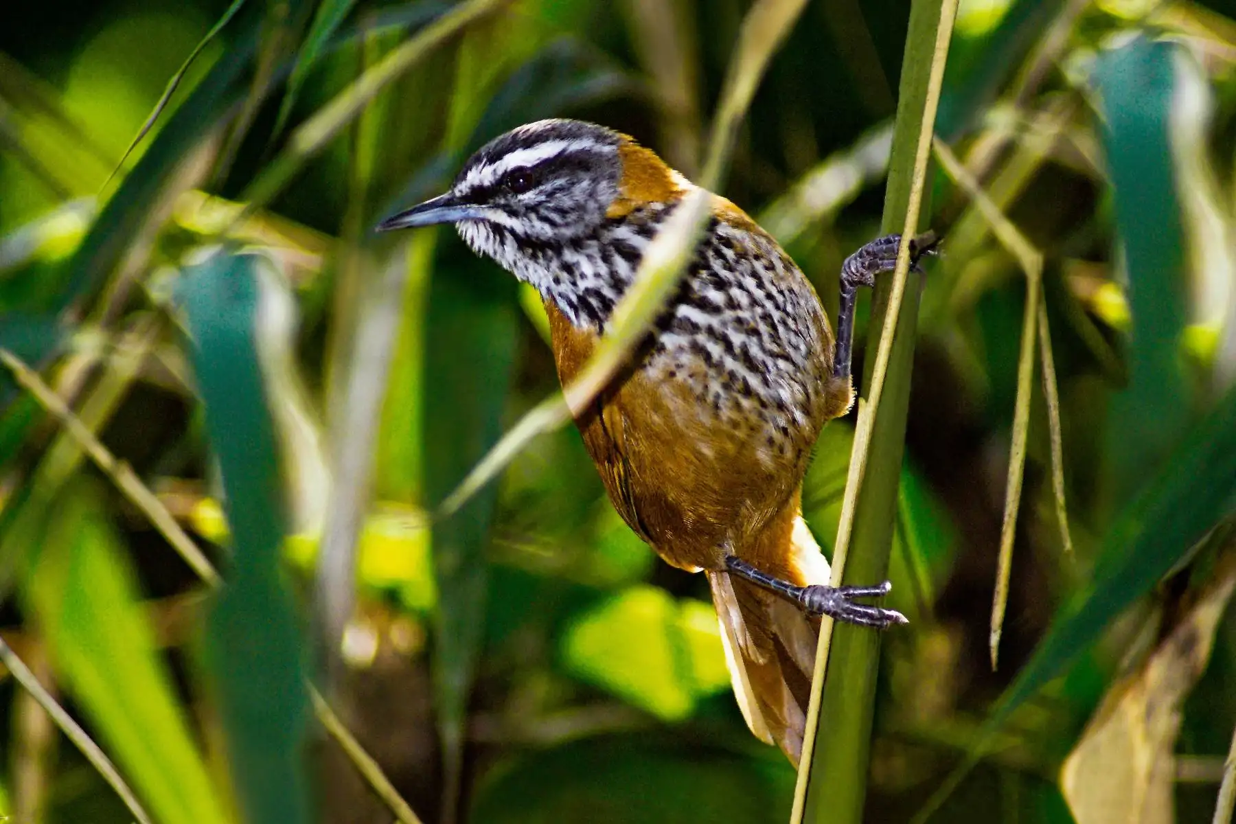Cucarachero Inca (Thryothorus eisenmanni, Inca Wren), en el Santuario Histórico de Machu Picchu.Foto: ANDINA/PROMPERÚ