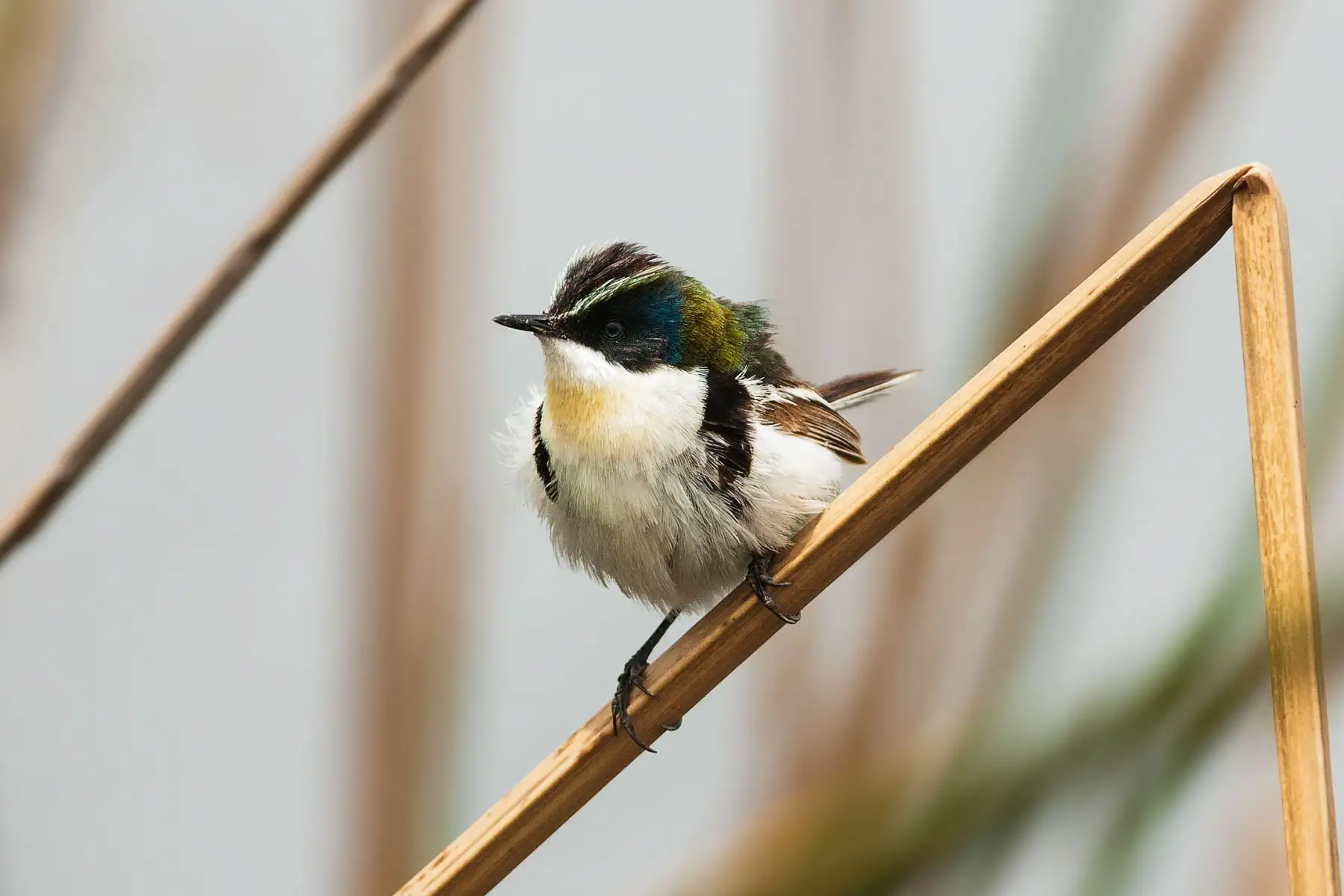 Siete colores de la totora (Tachuris rubrigastra, Many Colored Rush Tyrant). Foto: ANDINA/PROMPERÚ