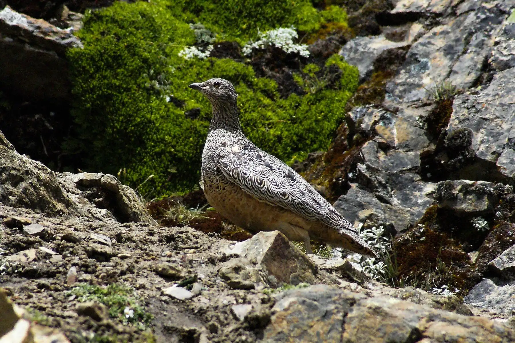 Agachona grande (Attagis gayi, Rufous-bellied Seedsnipe), en la ruta al Nevado Ausangate. Foto: ANDINA/ PROMPERÚ