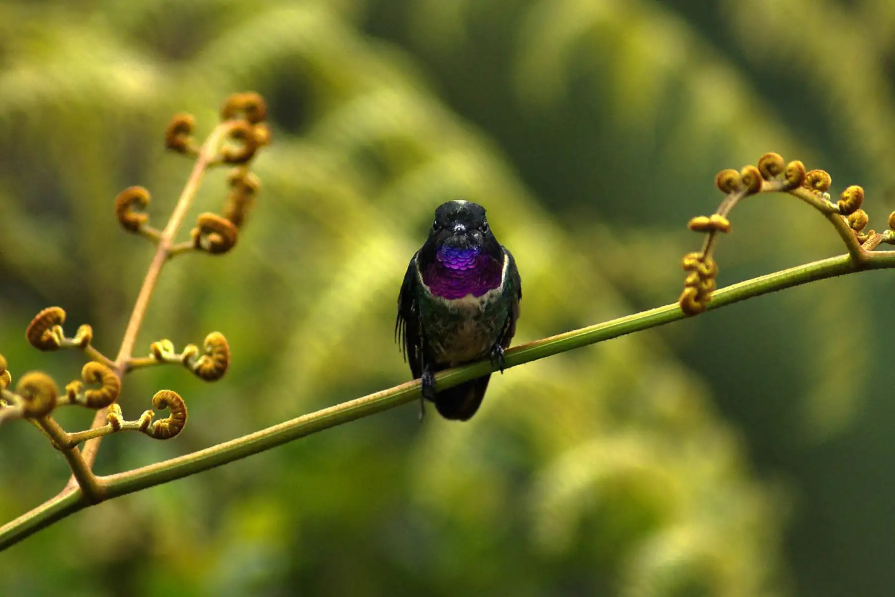 Colibrí de Mulsant (Chaetocercus mulsant, White-bellied Woodstar), en el Santuario Histórico de Machu Picchu. Foto: ANDINA/PROMPERÚ