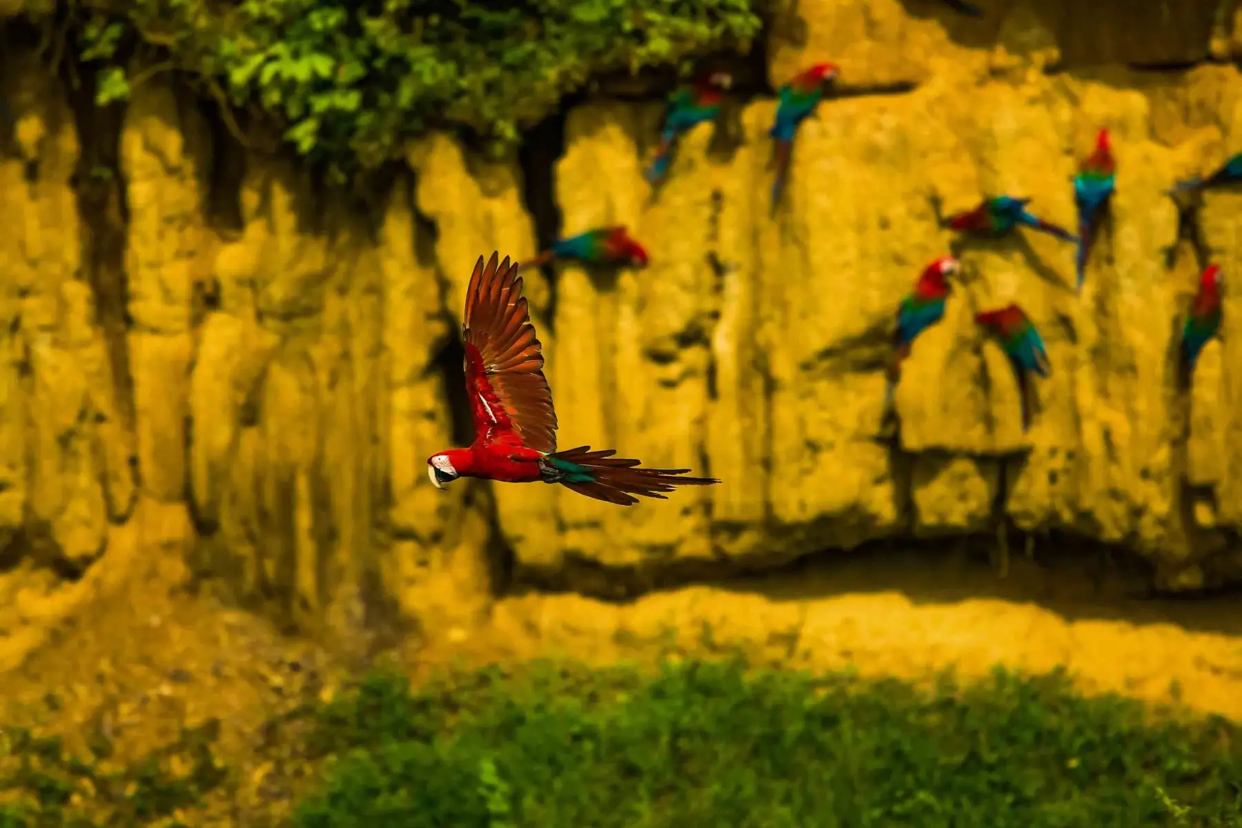 Guacamayos en el Parque Nacional del Manu. Foto: ANDINA/PROMPERÚ