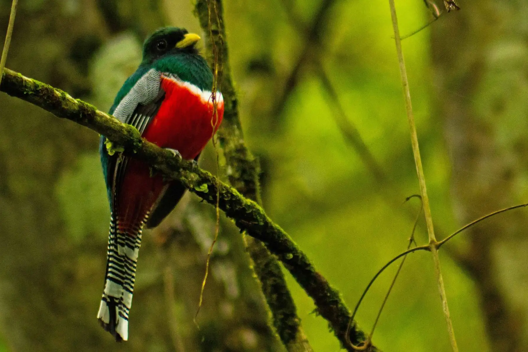 Ave en la Reserva de Tingana - Aguajales Renacales del Alto Mayo. Foto: ANDINA/ PROMPERÚ