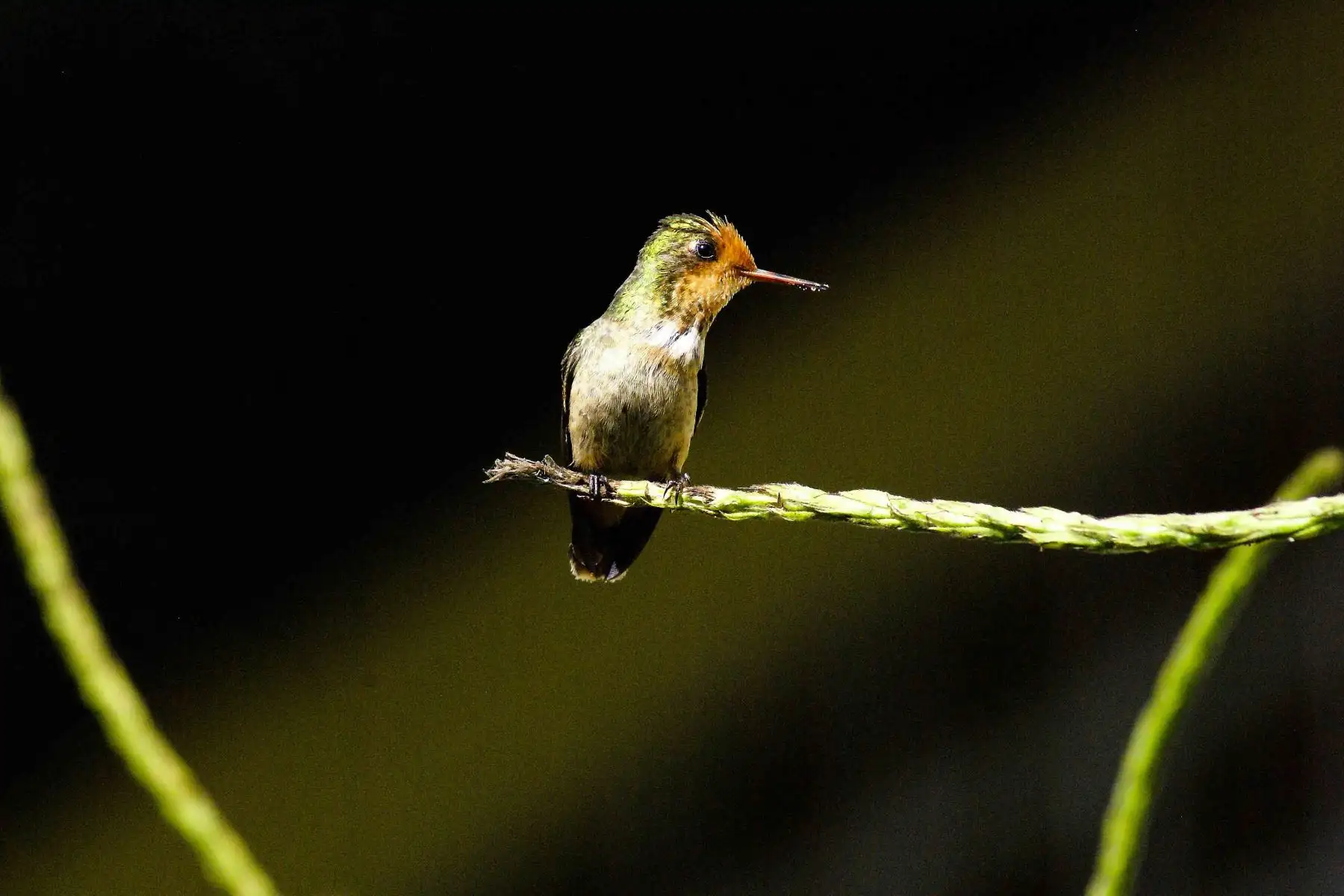 Coqueta crestirrufa o coqueta crestirrojiza hembra (Lophornis delattrei, Rufous-Crested Coquette), en el Parque Nacional del Manu. Foto: ANDINA/ PROMPERÚ