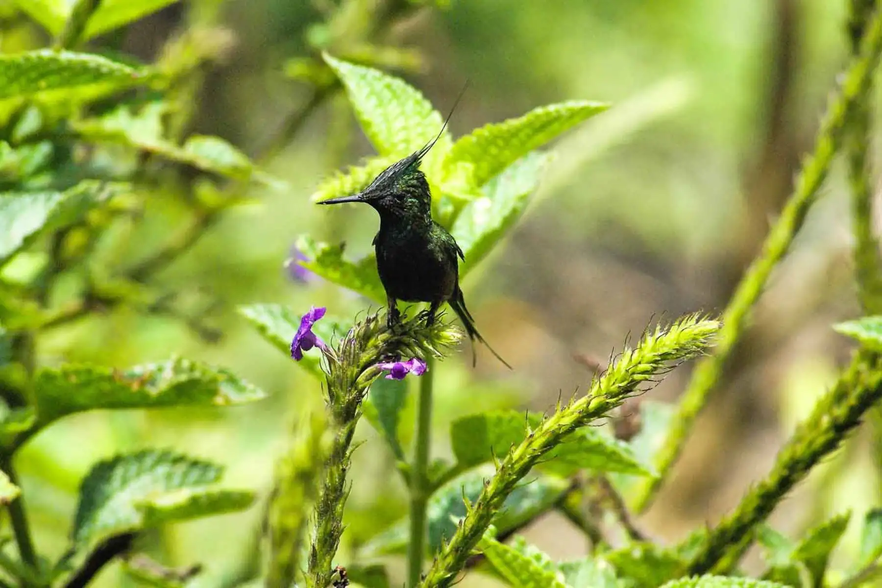 Rabudito crestado macho (Discosura popelairii, Wire-crested Thorntail), en el Bosque Nublado de de San Pedro. Foto: ANDINA/ PROMPERÚ