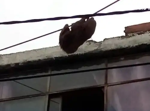 Estado de salud de oso perezoso hallado en la ciudad de Arequipa es de pronóstico reservado, informó el Serfor. ANDINA/Difusión