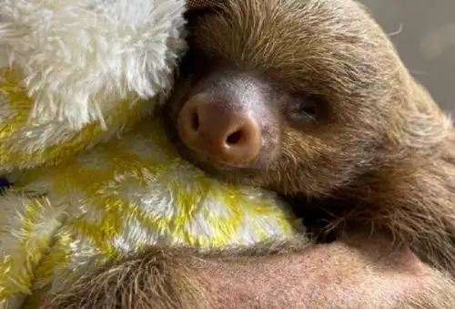 El oso perezoso encontrado en la ciudad de Arequipa, cuyo estado de salud inicial era de pronóstico reservado, presenta mejoría luego de recibir atención médica veterinaria de parte del personal del Servicio Nacional Forestal y de 
Fauna Silvestre (Serfor).