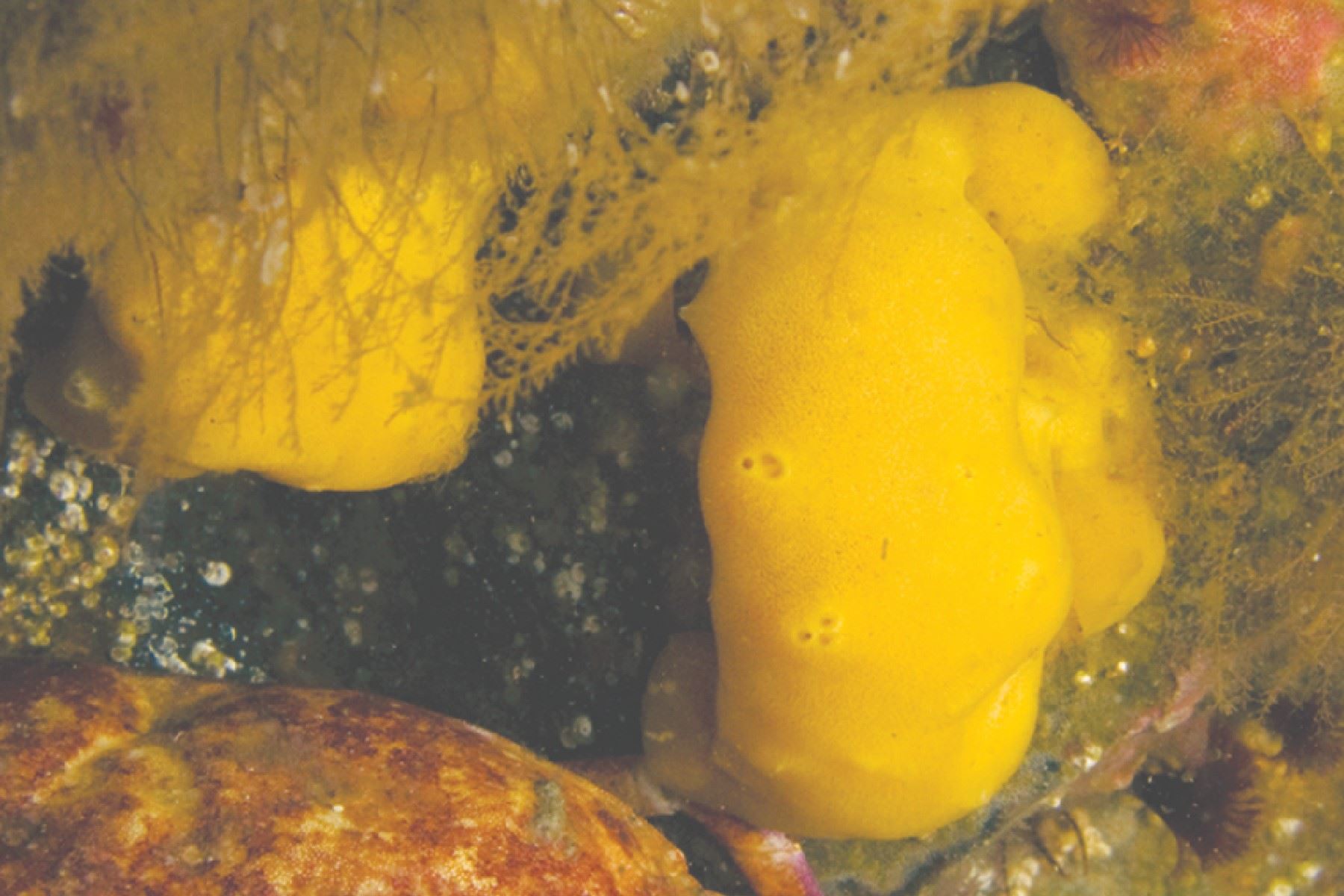 Las esponjas realizan un proceso llamado Sponge Loop o Bucle de esponjas, que consiste en hacer un reciclaje de nutrientes a través de las células de la superficie.