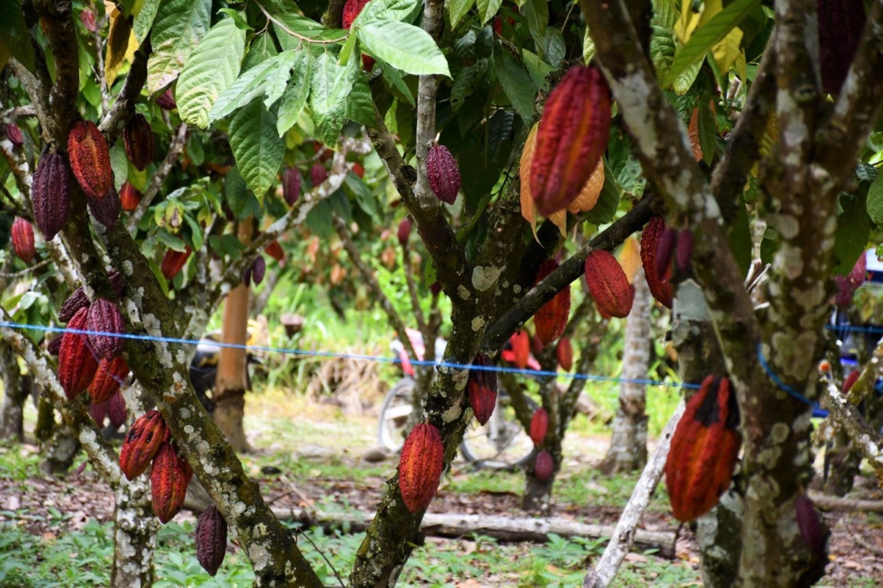 En la cuenca del río Huallaga hay más de 2,000 productores que están trabajando para producir un cacao de calidad excepcional y, al mismo tiempo, conservar los bosques de la región. Su labor se enfoca no solo en el sabor del  producto, sino también en el trasfondo de su cosecha, buscando lograr una producción de cacao sostenible. ANDINA/Difusión