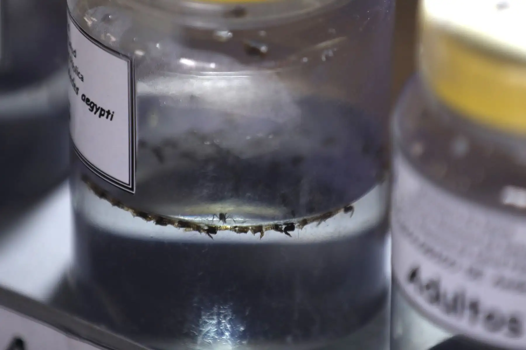 El zancudo "Aedes aegypti" es el transmisor de enfermedades como el dengue, zika y chikungunya. Foto: ANDINA/Daniel Bracamonte