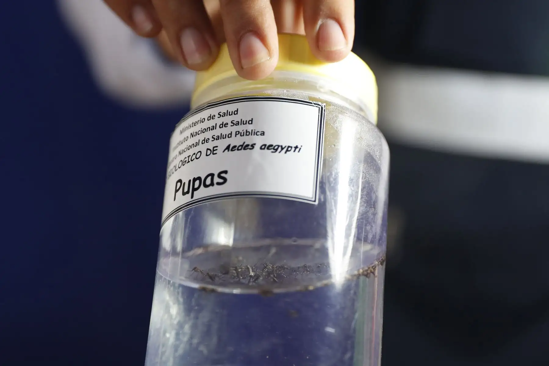 Campaña de prevención de la Digesa ante la presencia del zancudo Aedes aegypti, transmisor de enfermedades como el dengue, zika y chikungunya. Foto: ANDINA/Daniel Bracamonte